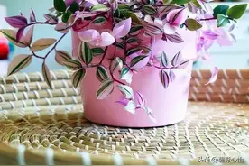 油画婚礼吊兰快速爆盆方法，如果叶片出现褪色变绿现象怎么办图片