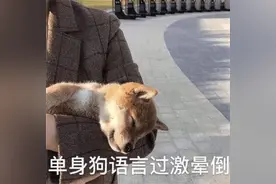 搞笑单身狗文案｜表情包图片