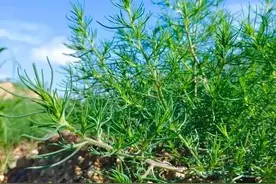 这种野菜虽不好看，却含有丰富的钙，正是季节，可别错过咯图片