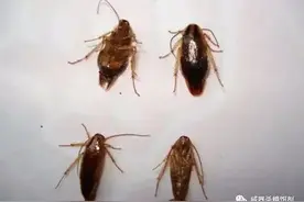有一只蟑螂就有一窝吗？家里有蟑螂的原因是什么？图片
