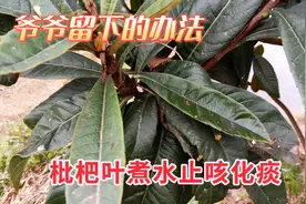 为啥枇杷叶比枇杷值钱，用它煮水止咳平喘，家中常备好帮手图片