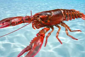 从出生到成熟，极品美食澳洲龙虾，注意这几点便可成为养殖高手图片