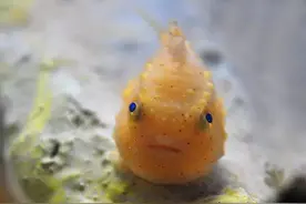 5种既便宜又好养的热带鱼，养不活都难，新手入坑之选图片