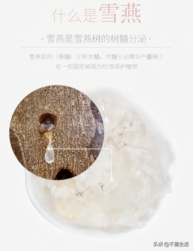 雪燕花胶孕妇可以吃吗 2025年孕妇能吃雪燕胶吗