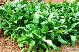 开始播种菠菜了，学一学这样播种菠菜，一个月就能吃图片