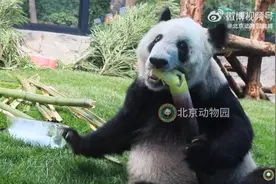 北京动物园熊猫馆开启喷淋模式，“丫丫”吃上冰镇竹笋图片