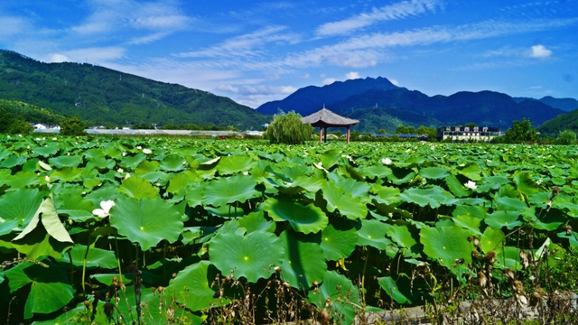 四川省民生研究会新媒体中心-官网