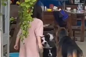 海南一女孩教训边牧，德牧帮架画风笑喷，事后举动爱了图片