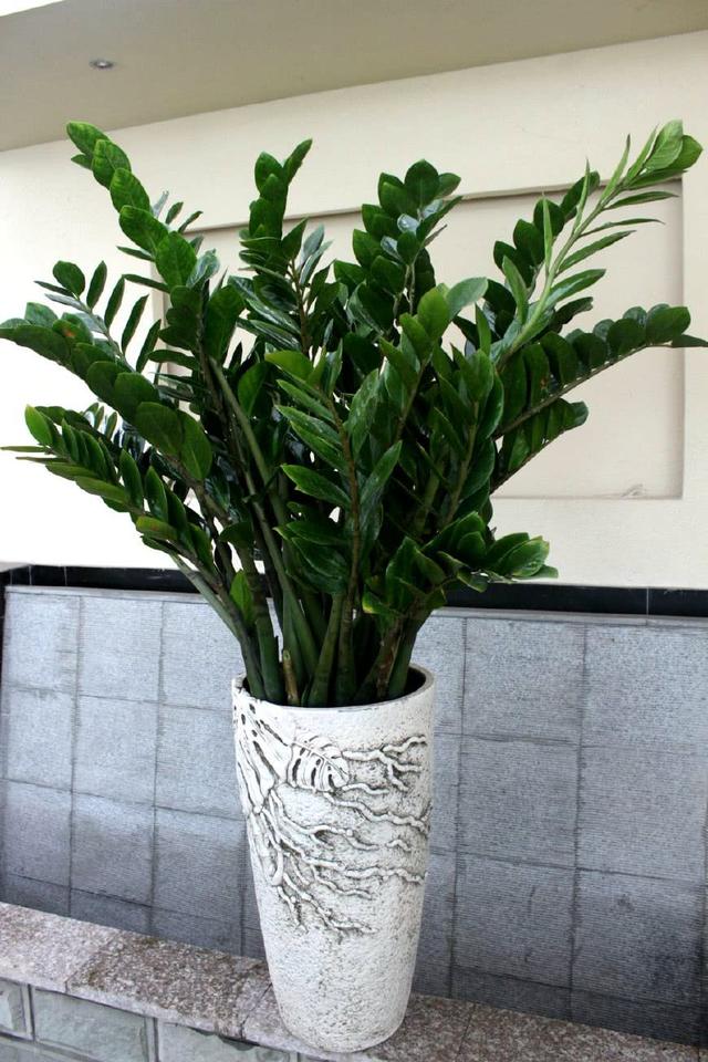 5种"招财树",客厅摆起来,镇宅又旺家,寓意富贵又好养