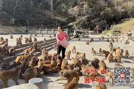 十堰“美猴王”万正霞养猴18年 把猴子当成自己的孩子图片