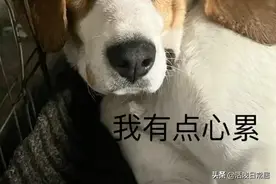 狗子饭碗被车压扁，哀嚎声传遍整个小区…网友它不是第一次上新闻图片