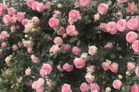 粉色的龙沙宝石复花了，“拒绝”一年只开一次，养护要做到这几点图片