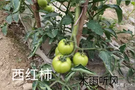 西红柿能结几层果？一层留几个果好，学会了，西红柿长得又大又好图片
