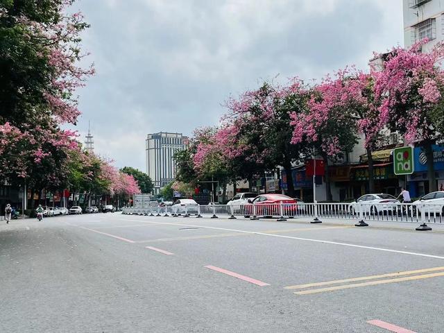 惠州 惊艳街头 美人树 自由新闻