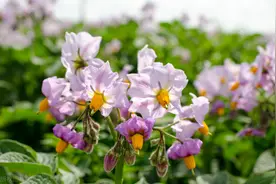 土豆摘蕾花，产量顶呱呱！给土豆管好摘掐拿，土豆结得多个头大图片