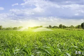 玉米选择品种的三大误区，你知道多少？图片