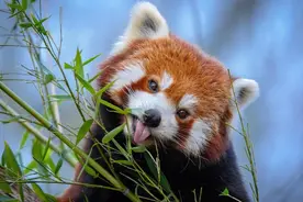 难道可爱也是一种“罪过”？大熊猫安全了，小熊猫却快要没有了图片