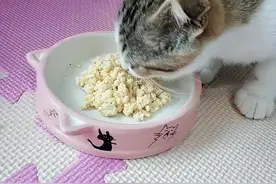 这5种零食，既可以给猫咪解馋，对猫咪的健康也有益处图片