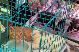 领养协议变分期付款 免费领养宠物背后的猫腻图片