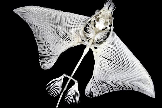 33张令人毛骨悚然的生物照：诡异山羊如人一般站立，眼神深邃