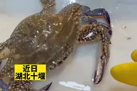 小伙被螃蟹夹手生气反咬一口，感染肺吸虫病胸痛一个月图片