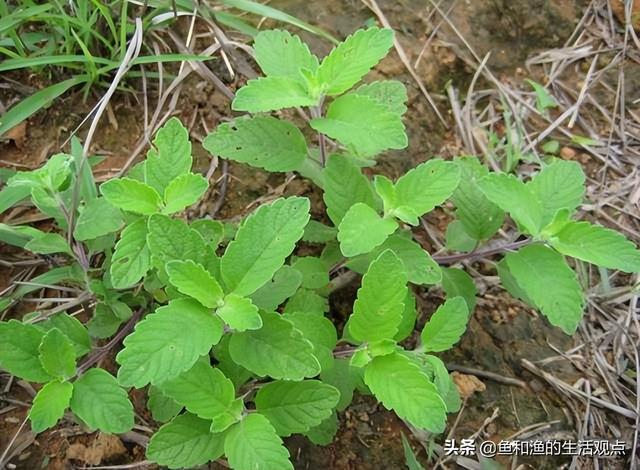 踏春必备“百草图”之三，身边那些有价值的野草，你能认识几种？