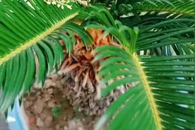 铁树怎样养，植株长得高大茁壮，郁郁葱葱，还容易开花#花...图片