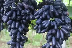 家里的院子别浪费了，种上它不仅简单易打理，而且果肉香甜图片