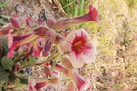 野花地黄，它的根茎是一味清热凉血的中药图片