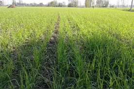 小麦、玉米“六不用”一年两季实现亩产吨粮的方案图片