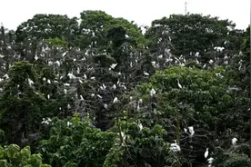 鸟多到压弯树枝！40万只鹭鸟筑巢产卵，对树来说为啥不是好事？图片