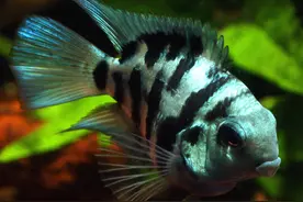 迷你鹦鹉鱼繁殖方法及全过程记录图片