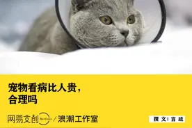 给猫看病比人都贵，钱到底让谁赚了图片