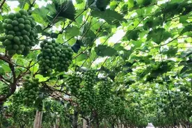 从美国和日本偷偷引种的天价葡萄，为什么在我国都栽了个大跟头？图片