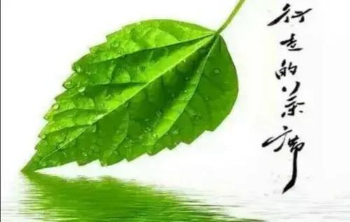 听茶《情感散文》