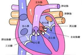 二尖瓣、三尖瓣反流是什么？要治疗吗？图片