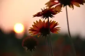 基金：明天的三种走势及应对策略图片