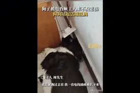 神奇！狗子咬插座被电晕，还来不及拍照它就好了......图片