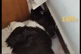 神奇！狗子咬插座被电晕，还来不及拍照它就好了......图片