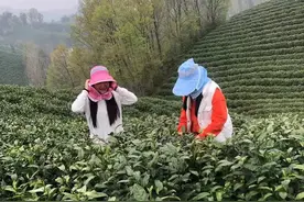 制茶能手陈家海、杨成武：不惧疫情专心制茶 努力让每一个客户满意图片