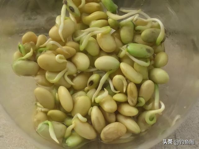 钓鱼饵料有什么（野钓饵料谁是真正的王中王这5种天然饵料从未被超越）