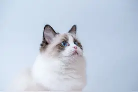 猫传染性腹膜炎的鉴别和预防图片