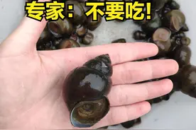 福寿螺泛滥，540万亩农田遭害，“人螺大战”打响，为何不吃掉？图片