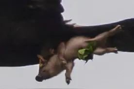 野猪后，金雕再抓小麂飞天！“猛禽之王”有多猛？小孩会不会遭殃图片