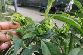 桃树蚜虫进入爆发期，用这个新药防治，杀虫干净持效期可达21天图片