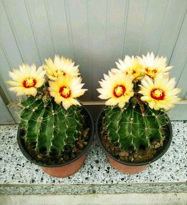 美丽/奇异花草欣赏系列——各种仙人球之龙王球