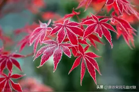 上联：霜洒枫岭朦胧美，邀下联图片