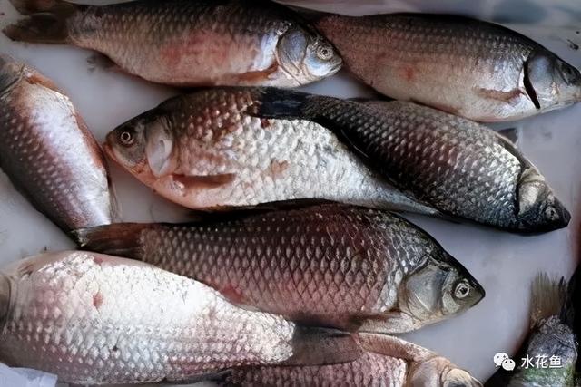 简析疑难杂症——鱼类败血症的防控：难治的集多症状于一身的鱼病