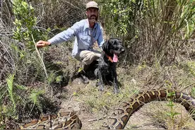 佛州巨蟒泛滥，连鳄鱼都吞下肚！猎人捕获5米母蛇竟掏出这么多蛋图片