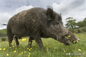 野猪被踢出“三有保护动物名录”？请三思图片